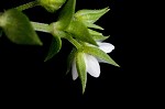 Thymeleaf sandwort