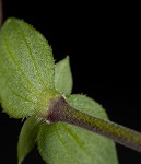 Thymeleaf sandwort