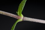 Thymeleaf sandwort