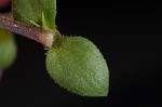 Thymeleaf sandwort