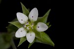 Thymeleaf sandwort