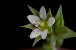 Thymeleaf sandwort