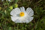 Bluestem pricklypoppy