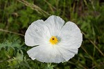 Bluestem pricklypoppy