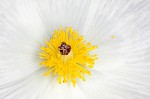 Bluestem pricklypoppy