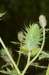 Bluestem pricklypoppy