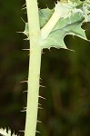 Bluestem pricklypoppy