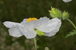 Bluestem pricklypoppy