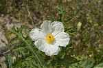 Bluestem pricklypoppy