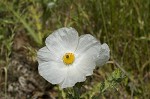 Bluestem pricklypoppy