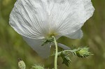 Bluestem pricklypoppy