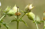 Bluestem pricklypoppy