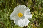 Bluestem pricklypoppy