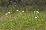 Bluestem pricklypoppy