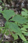 Jack-in-the-pulpit