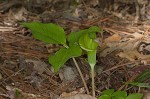 Jack-in-the-pulpit