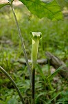 Jack-in-the-pulpit