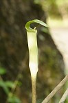 Jack-in-the-pulpit