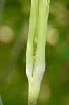 Jack-in-the-pulpit