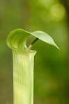 Jack-in-the-pulpit