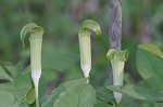 Jack-in-the-pulpit