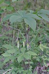 Jack-in-the-pulpit