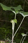 Jack-in-the-pulpit