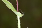 Small carpgrass