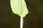 Small carpgrass