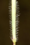 Small carpgrass