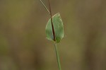 Small carpgrass