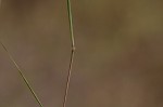 Small carpgrass