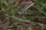 Small carpgrass