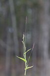 Small carpgrass