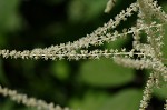 Goat's beard <BR>Bride's feathers