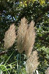 Giant reed