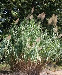 Giant reed