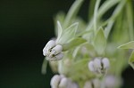 Poke milkweed