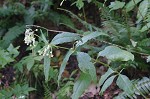 Poke milkweed