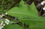 Poke milkweed