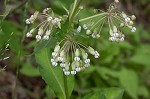 Poke milkweed