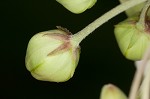 Poke milkweed