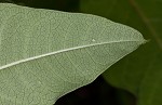 Poke milkweed