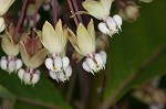 Poke milkweed