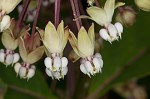 Poke milkweed