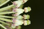 Green milkweed