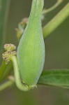 Green milkweed