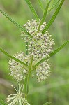 Green milkweed