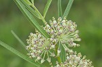 Green milkweed