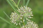 Green milkweed